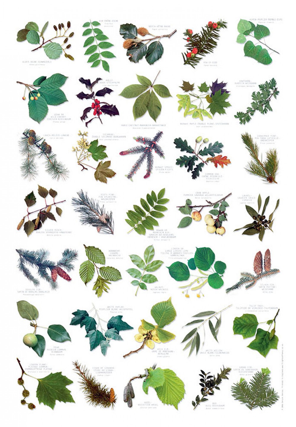 Tree Leaves Nature Poster